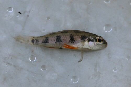 Gevlekte schaakbord-dwergcichlide (Dicrossus maculatus) — Cichlidae — 2