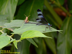 Psolodesmus mandarinus