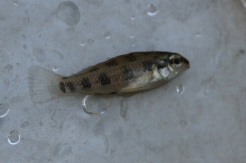Gevlekte schaakbord-dwergcichlide (Dicrossus maculatus) — Cichlidae — 3