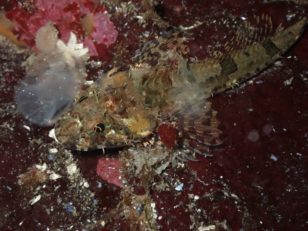 Northern Sculpin