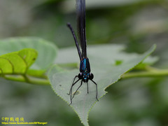 Psolodesmus mandarinus