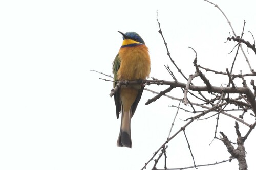 Ethiopian Bee-eater (Merops lafresnayii), photo 9