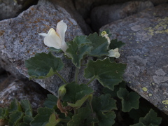 Asarina procumbens