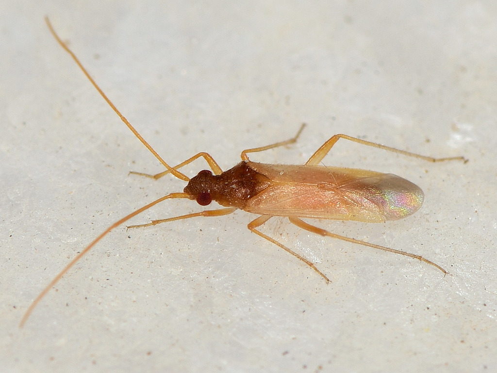 Hallodapus concolor