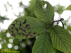 Strepsinoma croesusalis