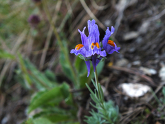 Linaria alpina alpina