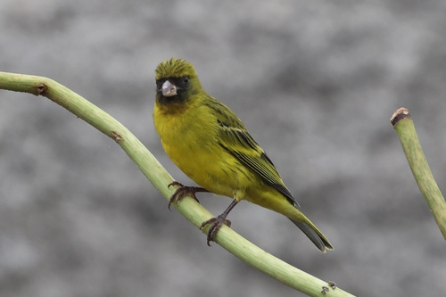 African Citril (Crithagra citrinelloides), photo 4