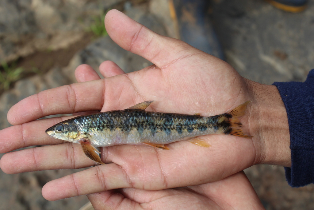 Ibiti sucker characin (Apareiodon ibitiensis) — Parodontidae