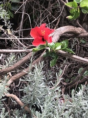 Hibiscus rosa-sinensis