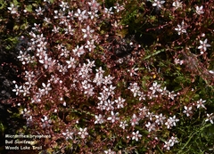 Micranthes bryophora