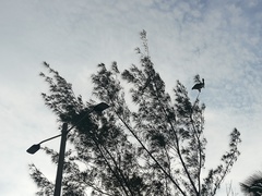 Pelecanus occidentalis