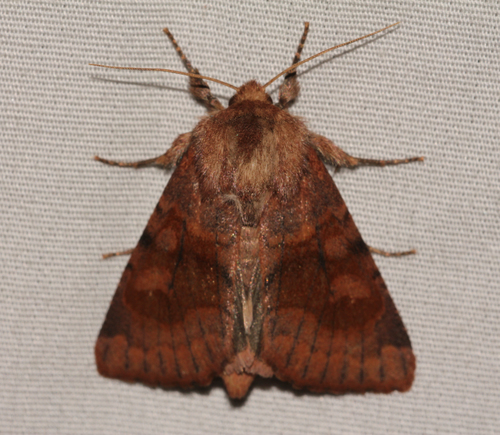 Bronzed Cutworm Moth