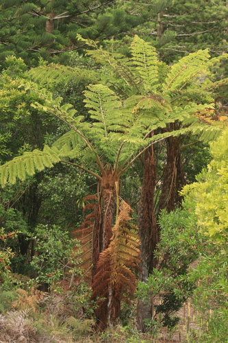 Image of Sphaeropteris excelsa by no rights reserved