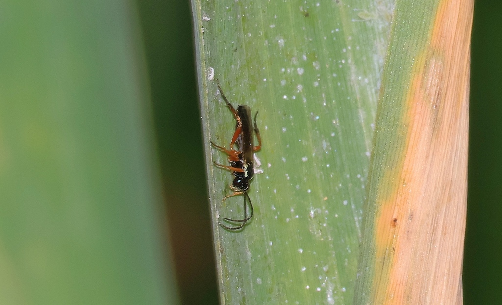 Demopheles
