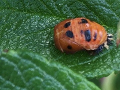 Harmonia axyridis