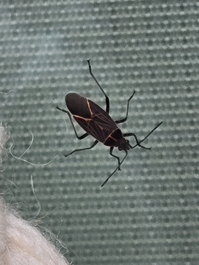 Western Boxelder Bug in October 2024 by Lii · iNaturalist