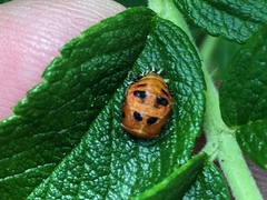 Harmonia axyridis