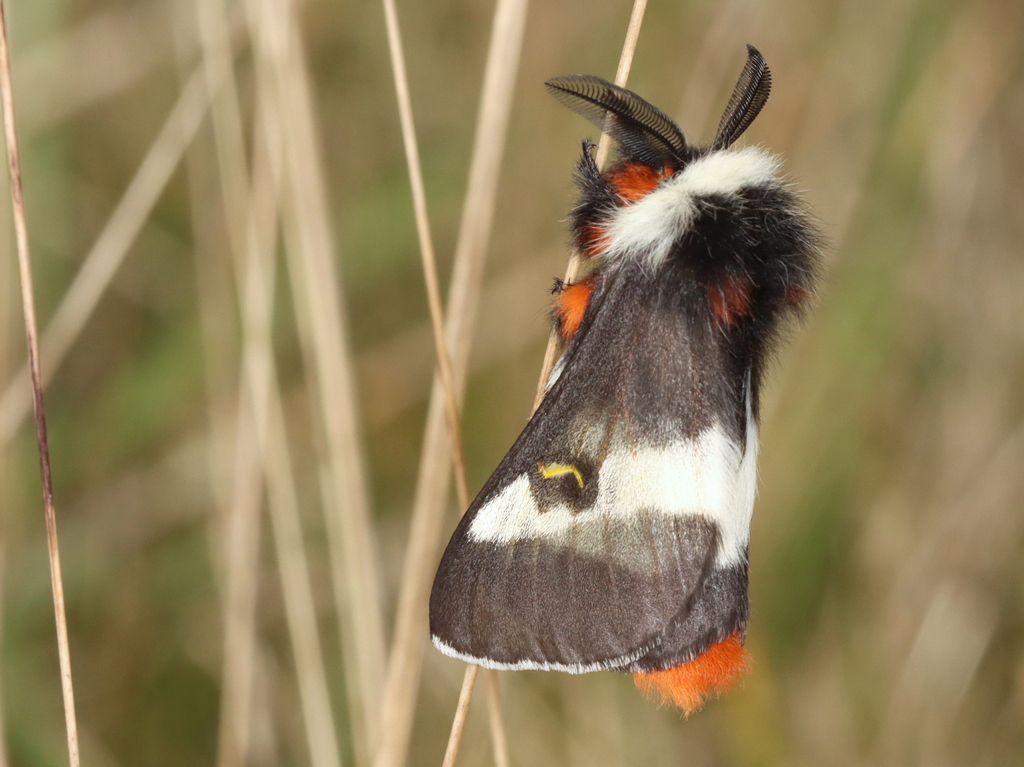 Barrens Buck Moth