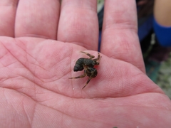 Pagurus hirsutiusculus