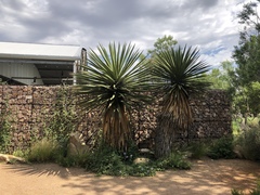 Yucca faxoniana
