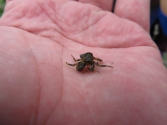 Pagurus hirsutiusculus