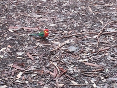 Platycercus icterotis