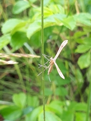Gillmeria pallidactyla