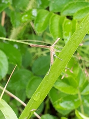 Gillmeria pallidactyla