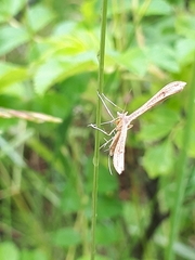 Gillmeria pallidactyla