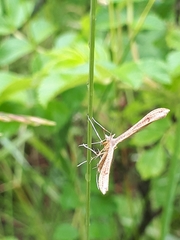 Gillmeria pallidactyla