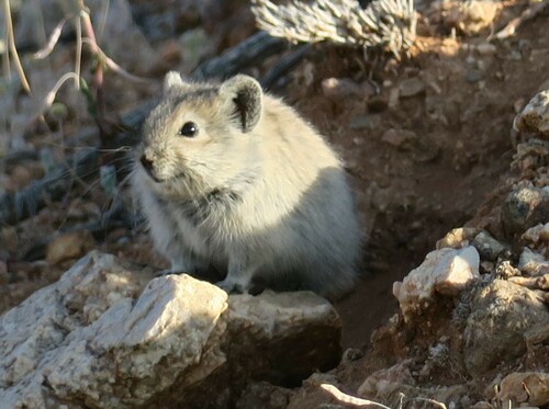 Littledale's Whistling Rat
