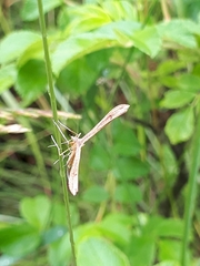 Gillmeria pallidactyla