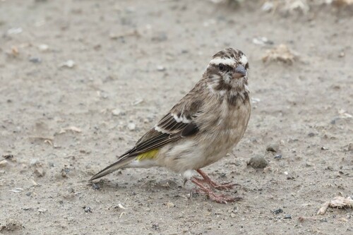 Reichenow's Seedeater (Crithagra reichenowi), photo 10