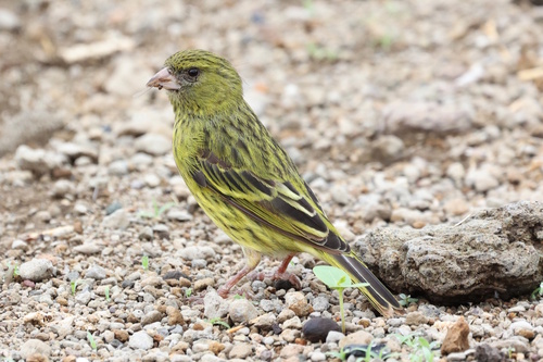 African Citril (Crithagra citrinelloides), photo 3