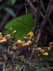 (c) Criss Acuña, some rights reserved (CC BY) Oncidium poikilostalix, photograph (c) Criss Acuña, some rights reserved (CC BY)