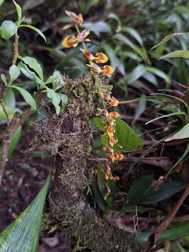 Oncidium poikilostalix, photograph 2