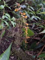 (c) Criss Acuña, some rights reserved (CC BY) Oncidium poikilostalix, photograph (c) Criss Acuña, some rights reserved (CC BY)