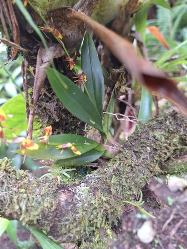 Oncidium poikilostalix, photograph 3