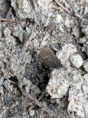 Callophrys spinetorum