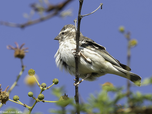 Reichenow's Seedeater