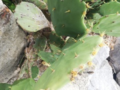 Opuntia