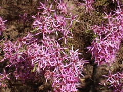 Calytrix exstipulata