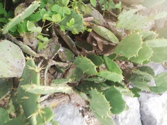 Opuntia
