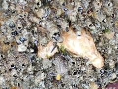 Eupentacta quinquesemita