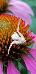 Misumessus oblongus