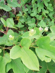 Passiflora foetida