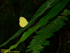 Eurema andersoni