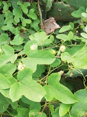 Passiflora foetida