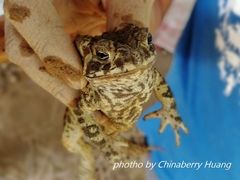 Duttaphrynus melanostictus