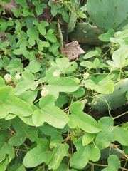 Passiflora foetida